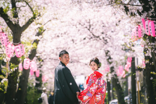 さくら　称名寺　和装　前撮り　桜　安い　満開　いつ　振り返り　横浜　色打掛