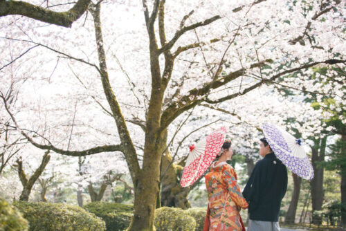 兼六園　横浜　桜ロケ