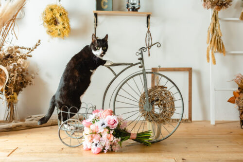 スタジオ　ネコ　猫　ウェディング　フォト　クロネコ　笑顔