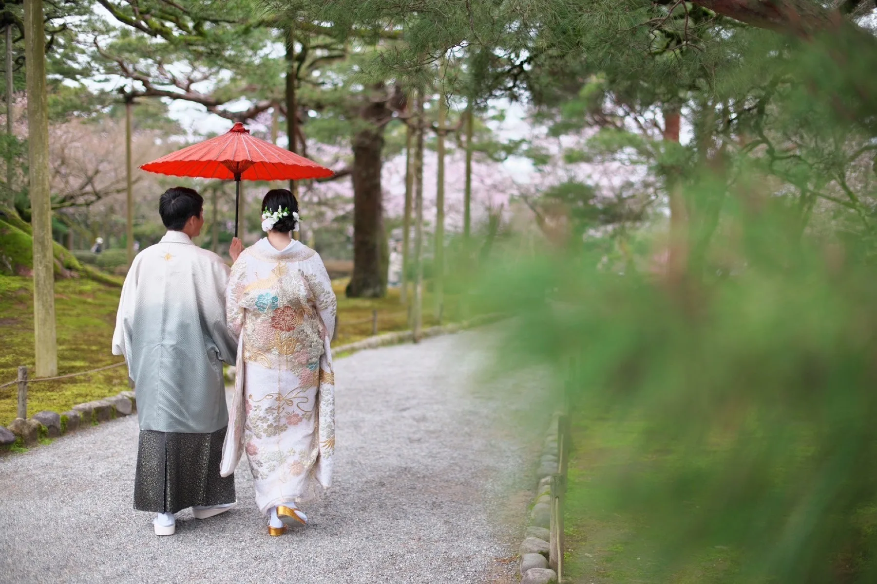 兼六園の桜並木を赤い和傘を差して歩く色打掛と紋付袴の新郎新婦、金沢の和装ロケーション撮影