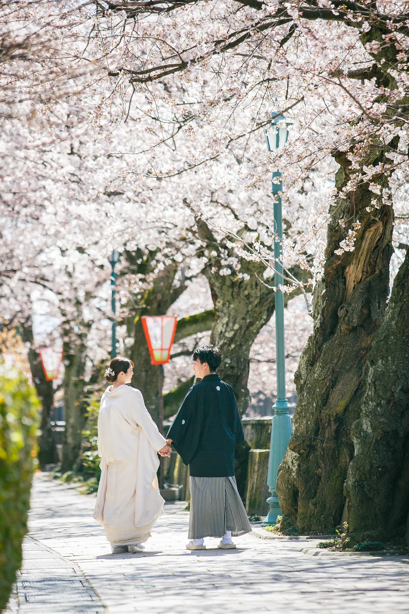 金沢で桜並木の石畳を手をつないで歩く白無垢姿の新婦と紋付袴の新郎