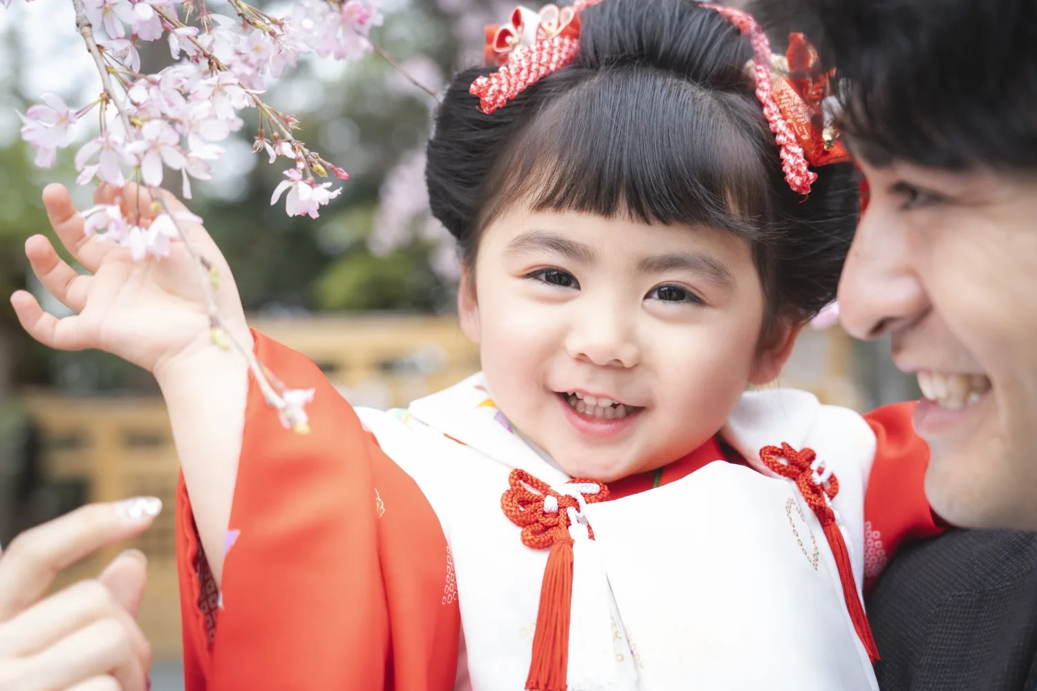 父に抱かれ桜に手を伸ばす3歳の女の子の満面の笑顔（七五三・横浜）