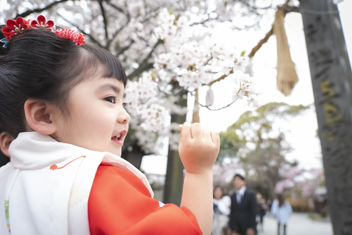 桜を指さして笑う3歳の女の子、被布姿の七五三前撮り（伊勢山皇大神宮）