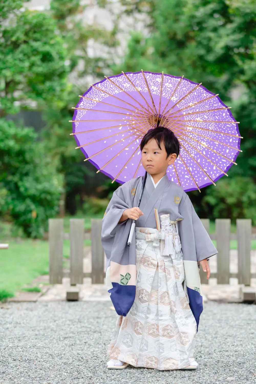 紫の和傘を背にした鳩羽色の羽織袴姿の男の子の全身、七五三（伊勢山皇大神宮・横浜）