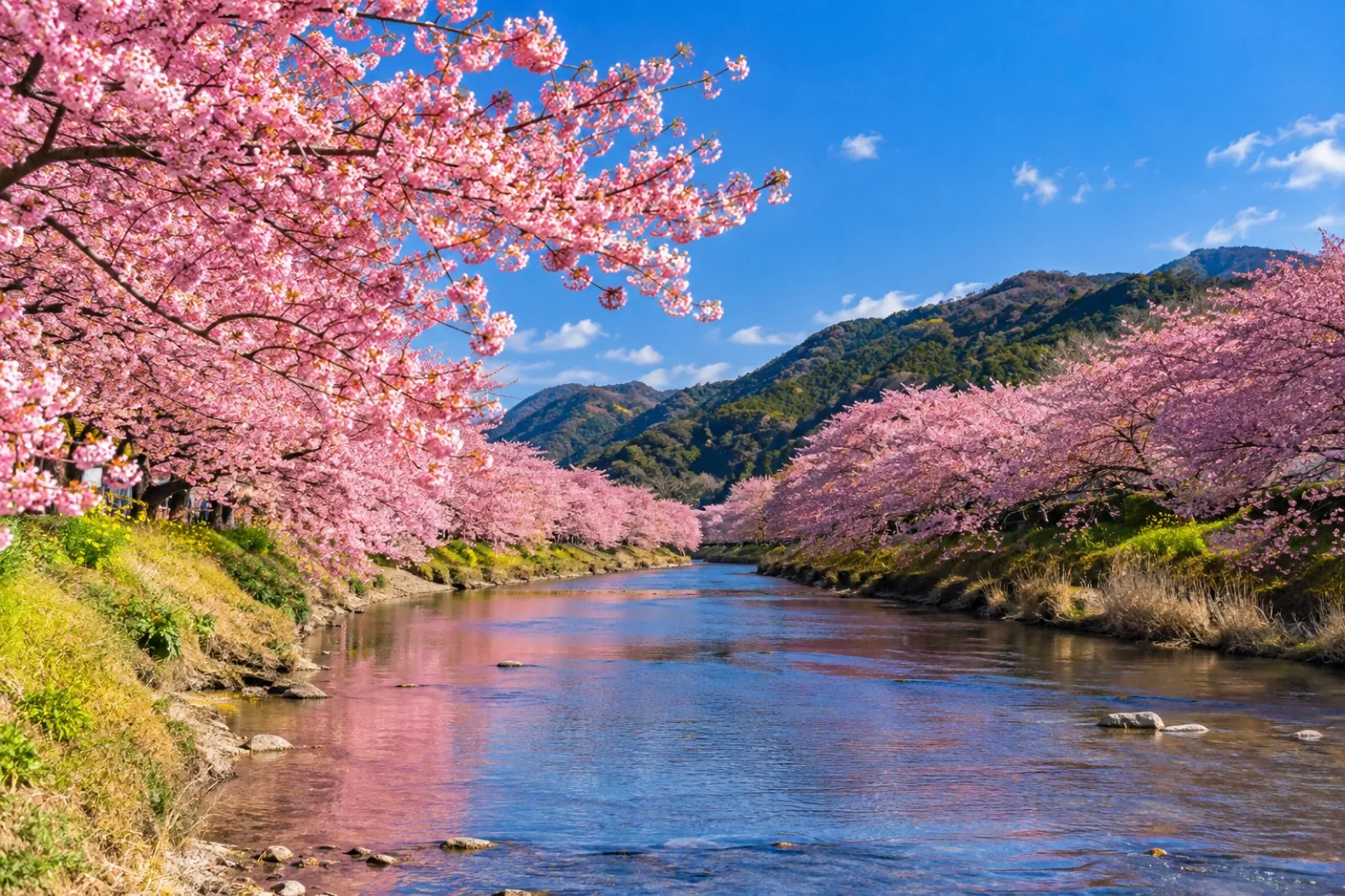 河津川の両岸に濃いピンクのカワヅザクラが連なり、川面に花が映り込む晴天の風景