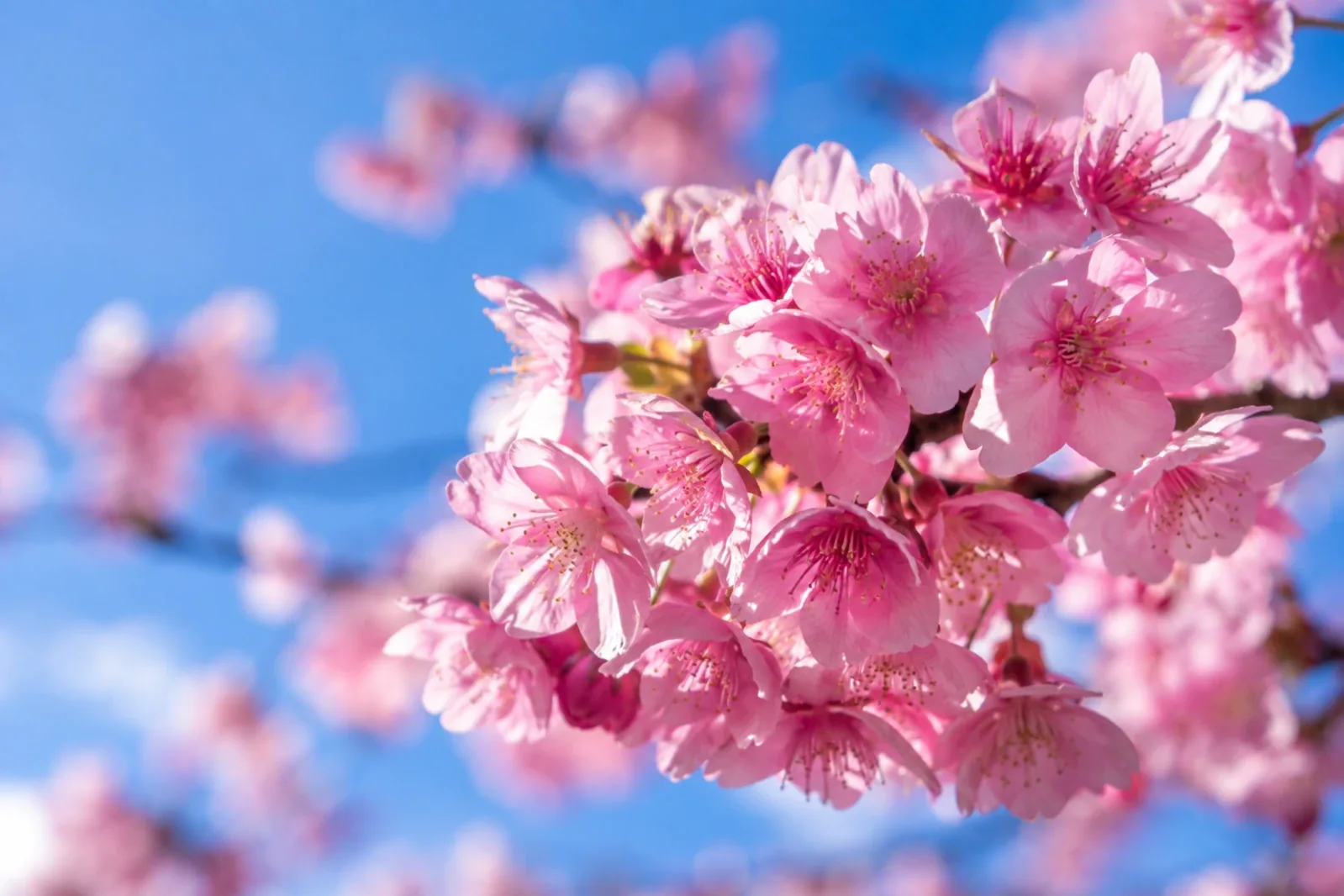 青空を背景に、濃いピンクで花の大きいカワヅザクラが枝に密集して咲いている寄りの描写