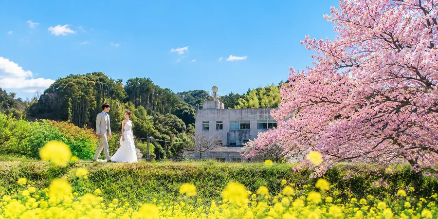伊豆・下田 河津桜のフォトウェディング撮影 伊豆・下田エリアで河津桜と菜の花を背景に歩く新郎新婦のフォトウェディング写真