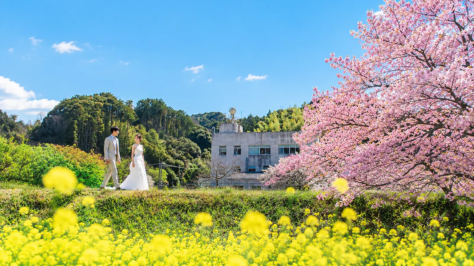 伊豆・下田エリアで河津桜と菜の花を背景に歩く新郎新婦のフォトウェディング写真