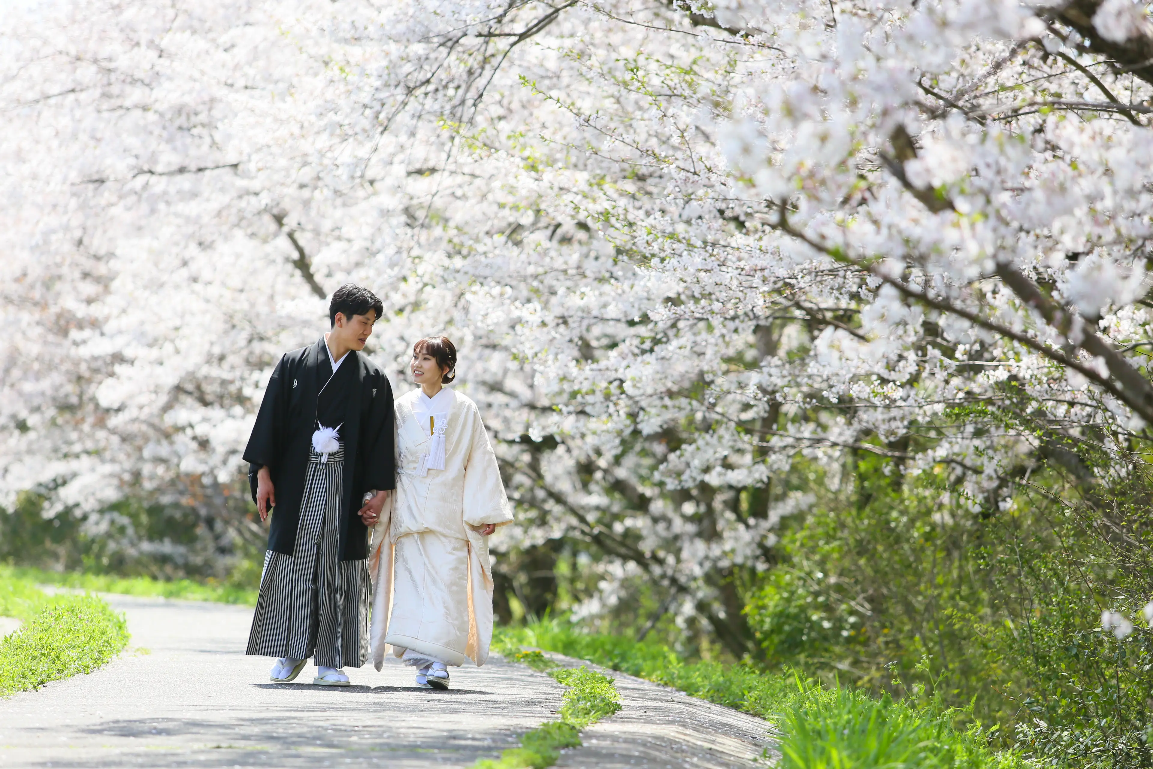 金沢の北部公園で満開の桜並木の下を手をつないで歩く白無垢と黒紋付袴の新郎新婦