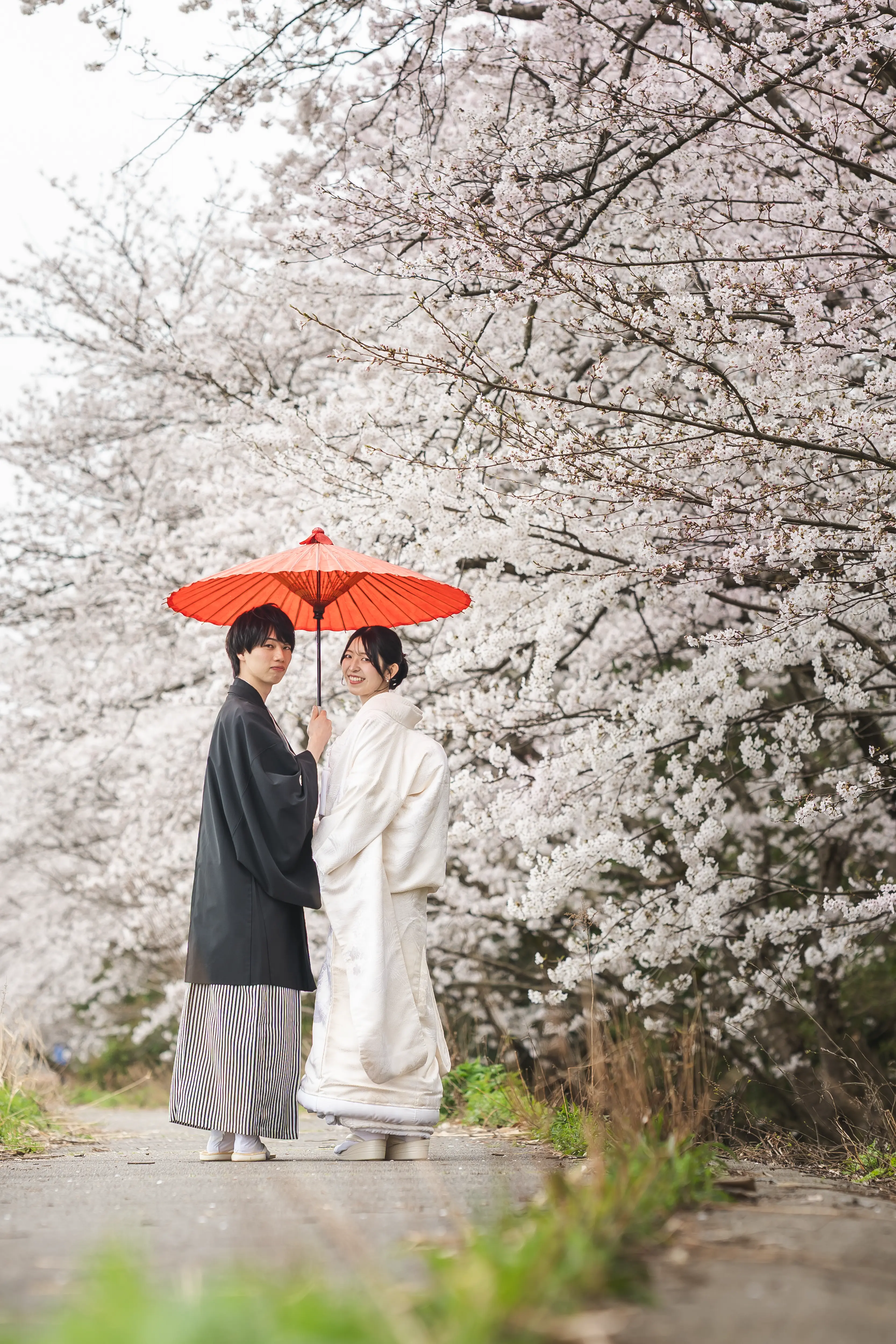金沢の北部公園で満開の桜の下、赤い和傘を差して振り返る白無垢と黒紋付袴の新郎新婦