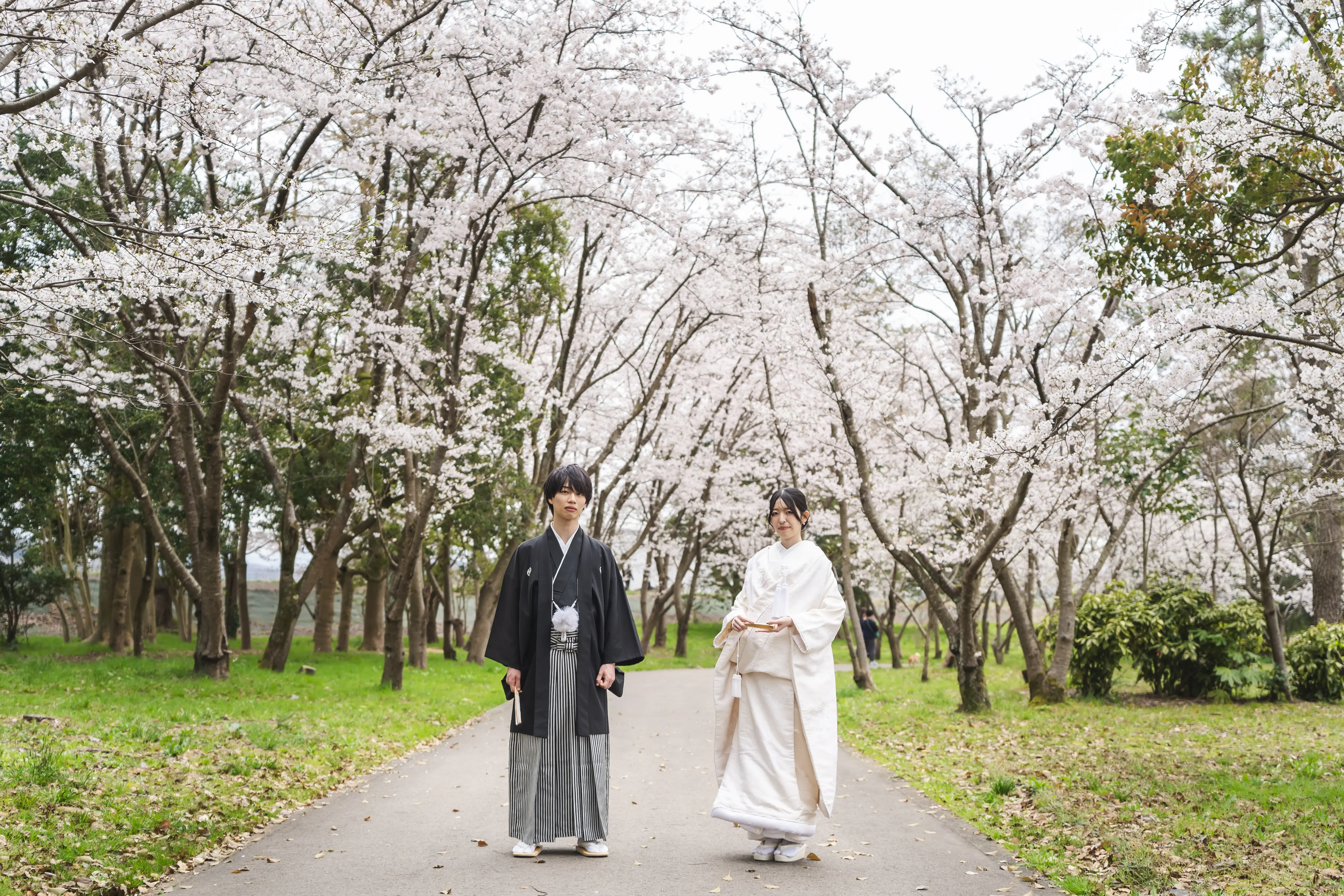 金沢の北部公園で満開の桜並木の遊歩道に立つ白無垢と黒紋付袴の新郎新婦の引きの写真