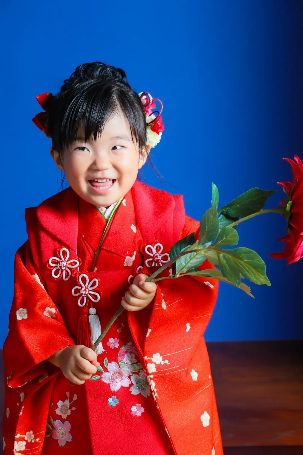 赤い大輪の花を持って笑う3歳の女の子、青い壁を背にした被布姿の七五三スタジオ撮影（金沢店）