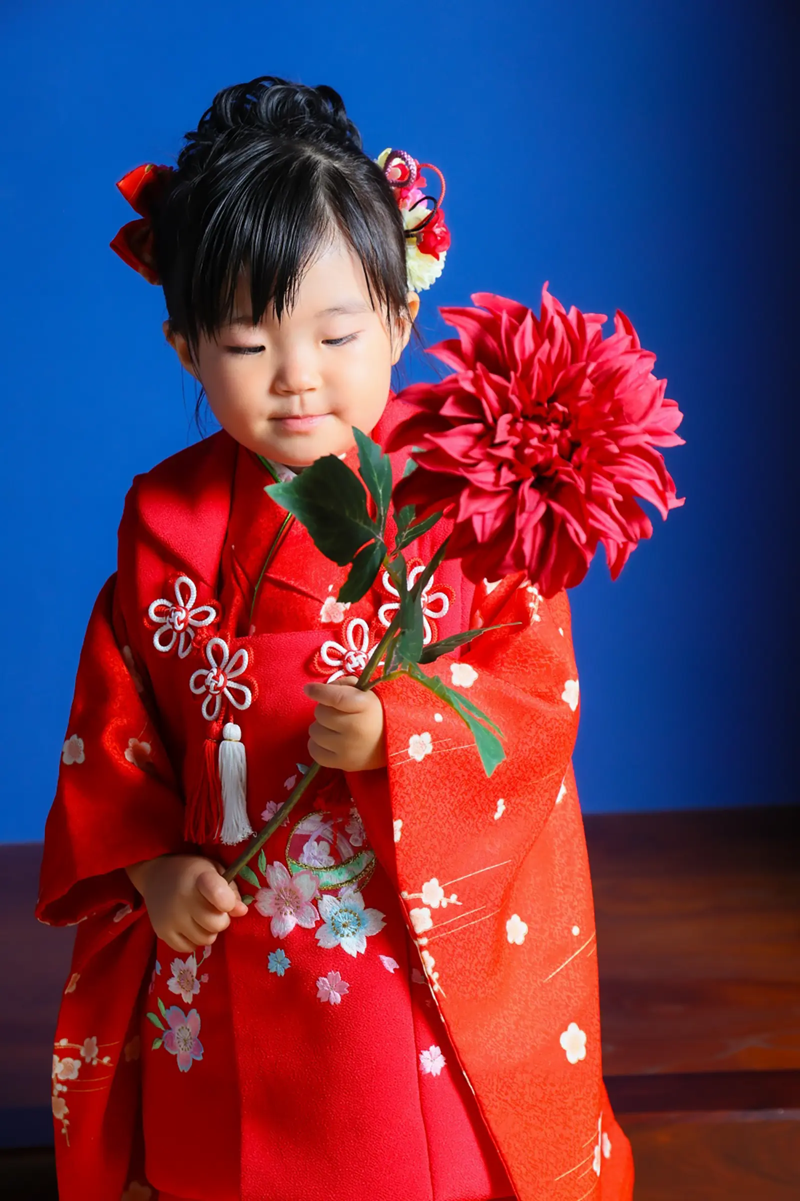 赤い大輪の花を抱えて見下ろす3歳の女の子、赤い被布姿の七五三スタジオ撮影（金沢店）