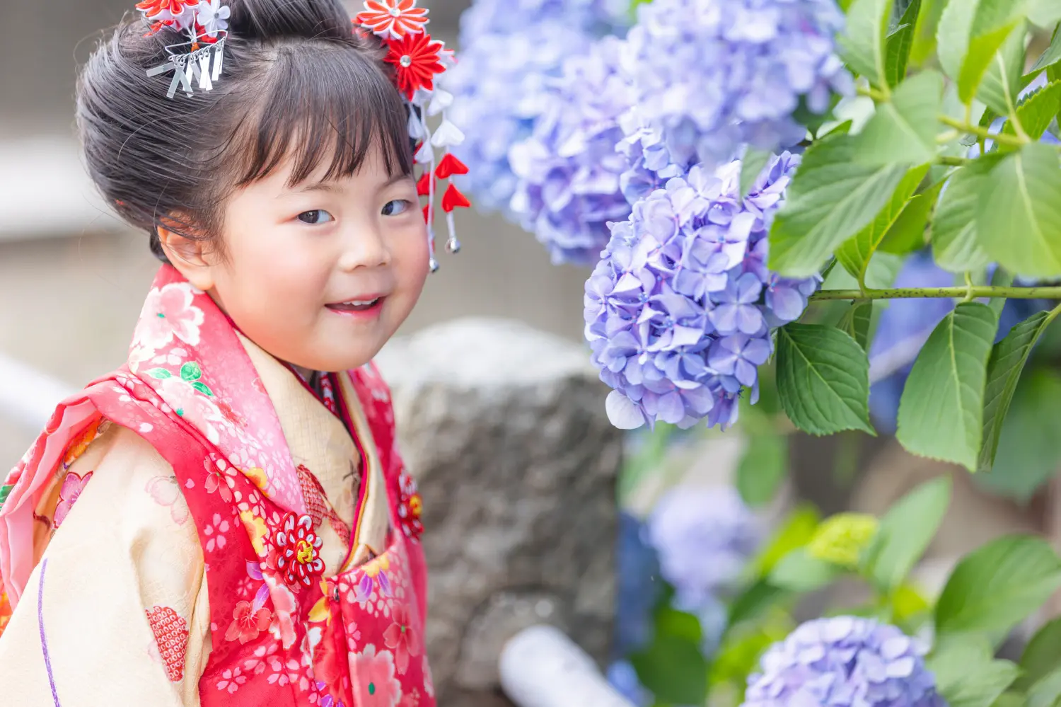 青いあじさいの前で歯を見せて笑う3歳の女の子、赤い被布姿の七五三前撮り（川崎大師・6月）