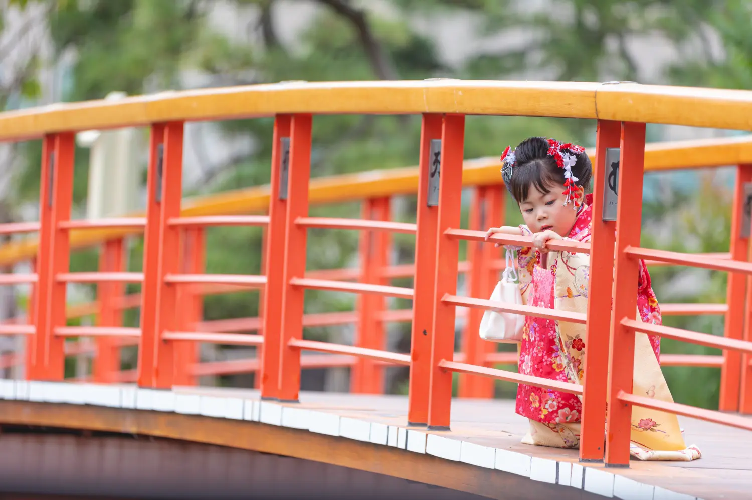 朱塗りの太鼓橋の欄干につかまって下をのぞき込む3歳の女の子、白い巾着を持った被布姿の七五三前撮り