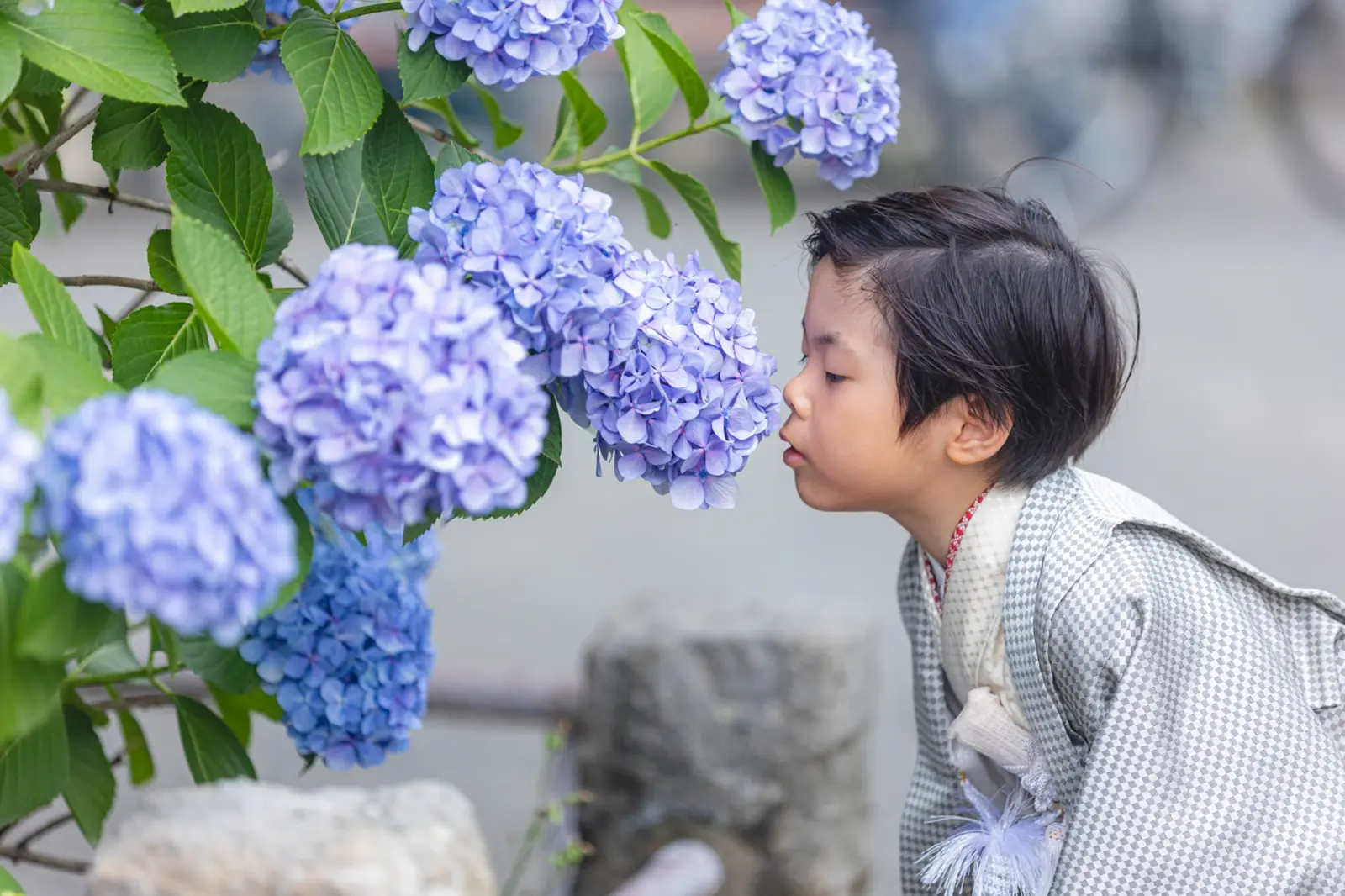 満開の青いあじさいに顔を寄せる5歳の男の子、市松柄の羽織袴姿の七五三前撮り（川崎大師・6月）