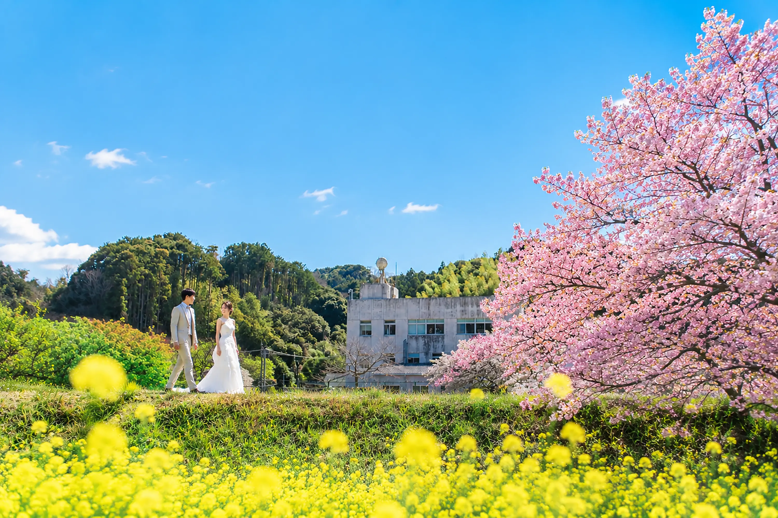 満開の河津桜と一面の菜の花にはさまれた土手を、ウェディングドレスの新婦と新郎が並んで歩く南伊豆の引きの一枚