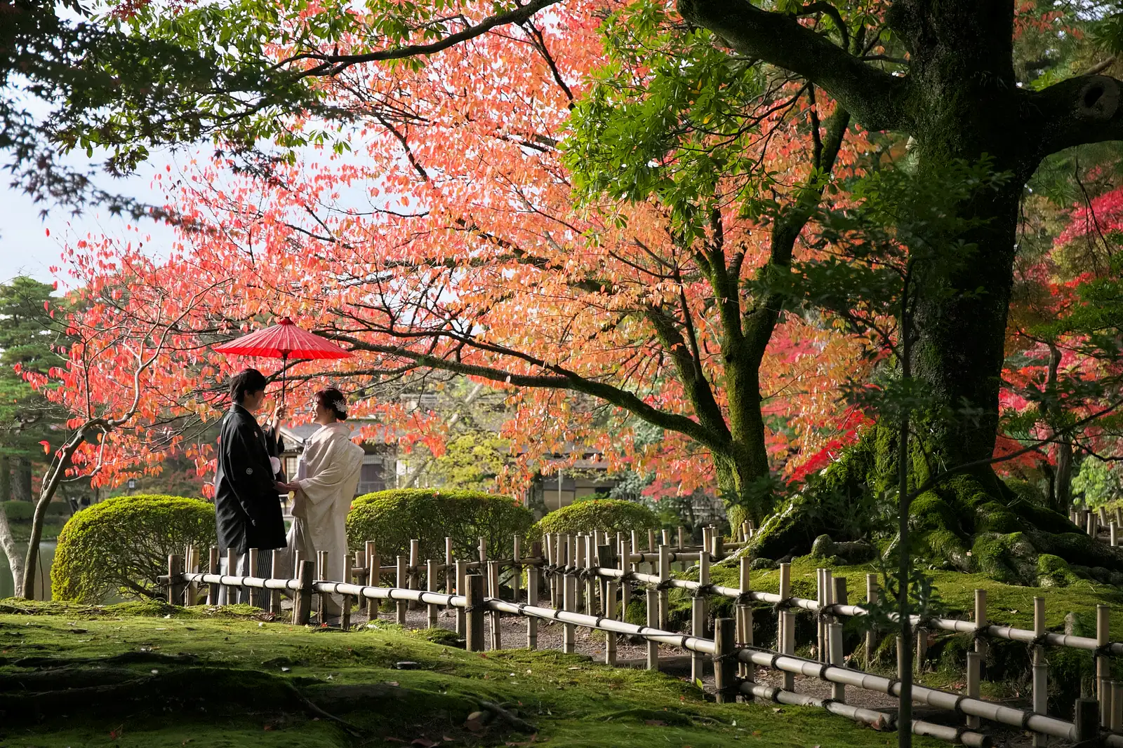 兼六園の苔むす園路で、紅葉の大木の下、赤い和傘を差して向かい合う白無垢と紋付袴のふたり