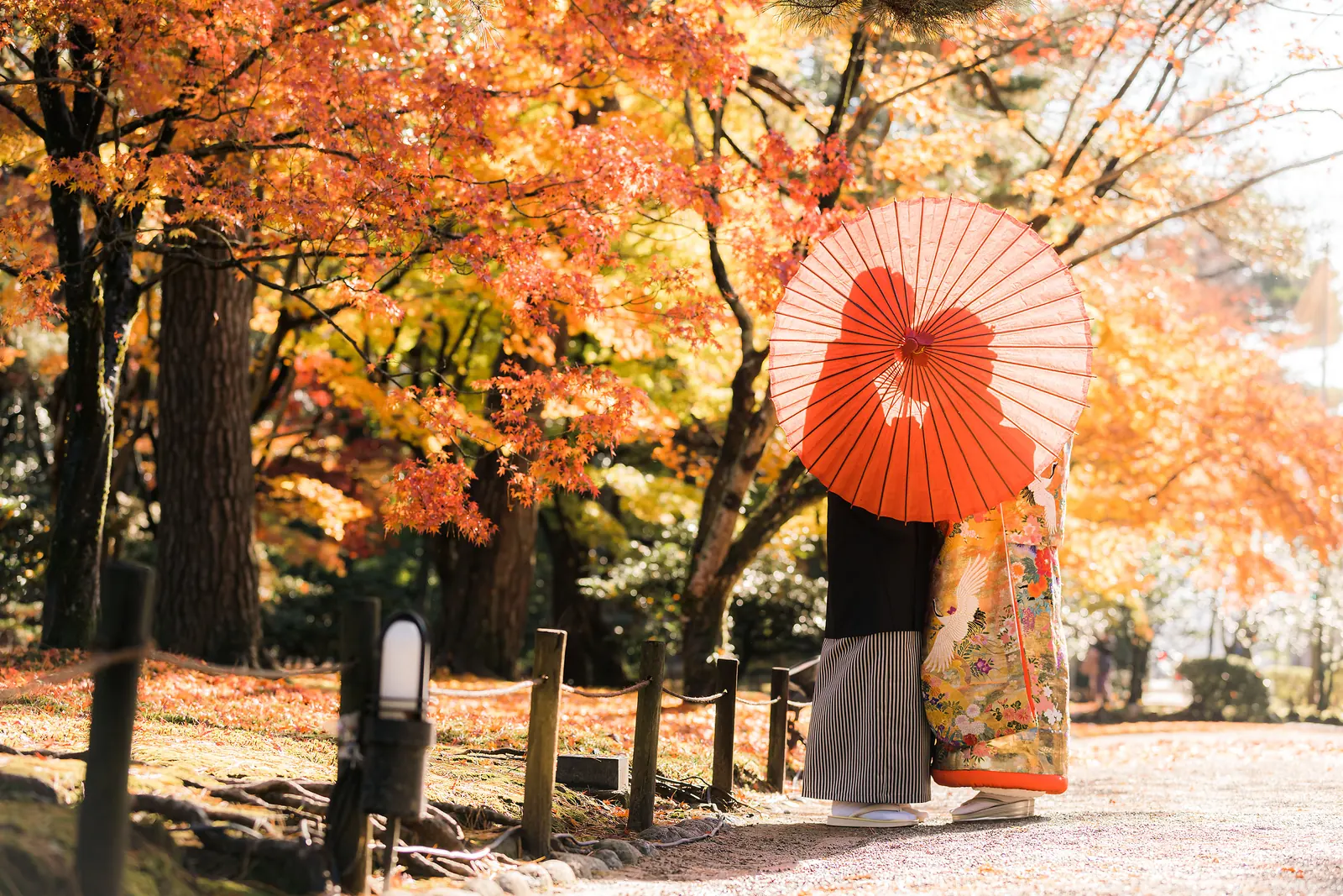 兼六園の紅葉が舞う小道で、赤い和傘にふたりの影が透ける色打掛と紋付袴の後ろ姿