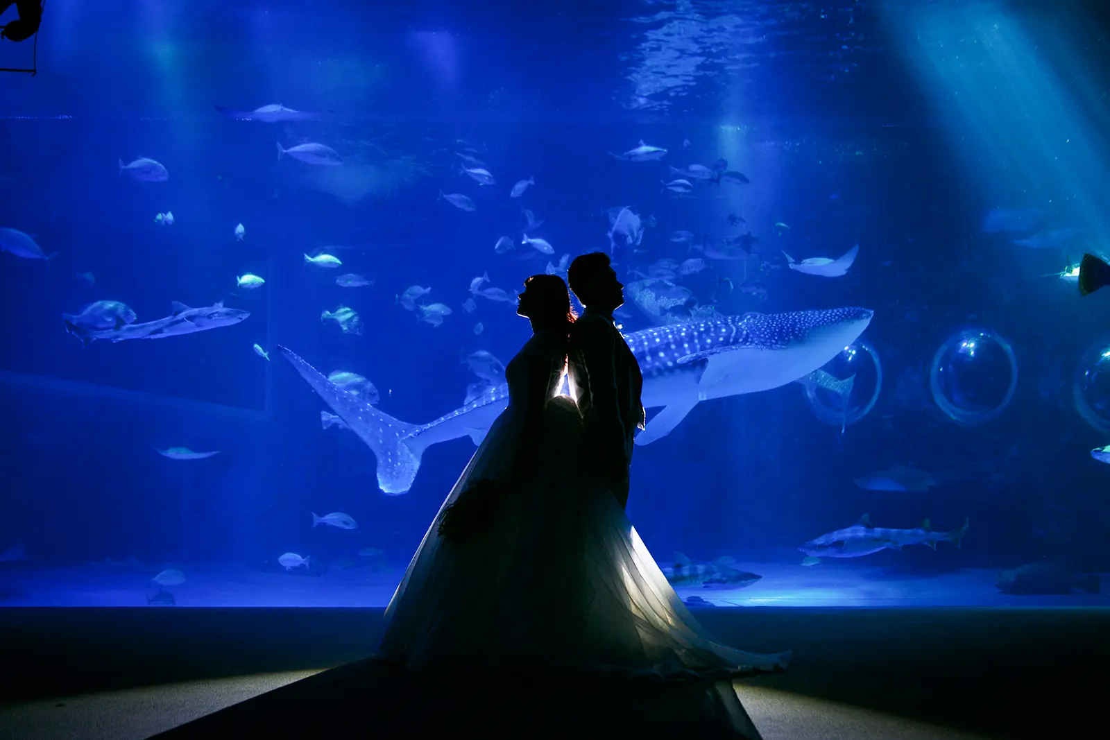 のとじま水族館の大水槽前で背中合わせに立つ洋装姿の新郎新婦のシルエット
