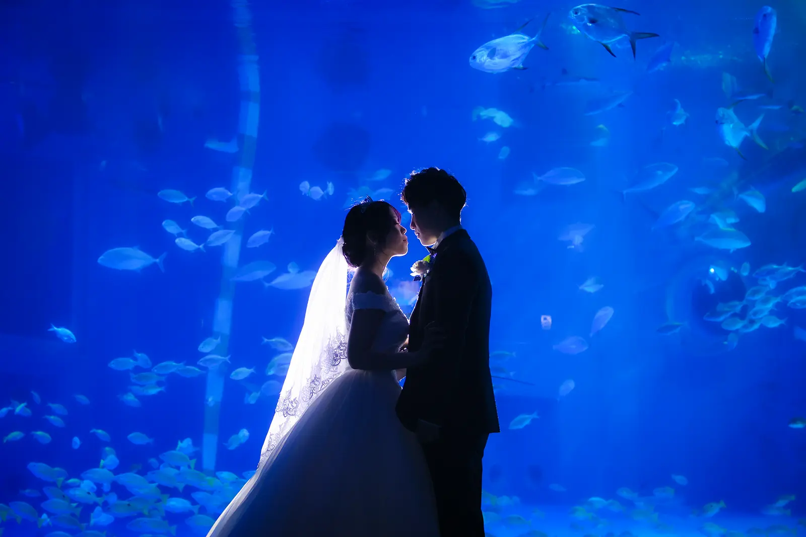 のとじま水族館の青い水槽前で寄り添う洋装姿の新郎新婦のシルエット