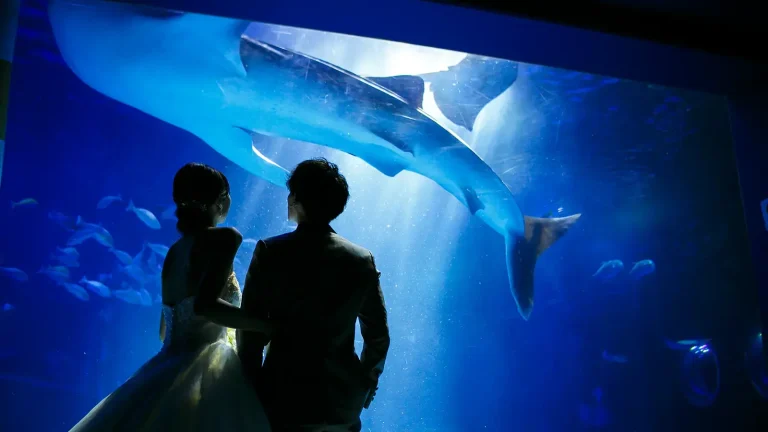 のとじま水族館でフォトウェディング・前撮り
