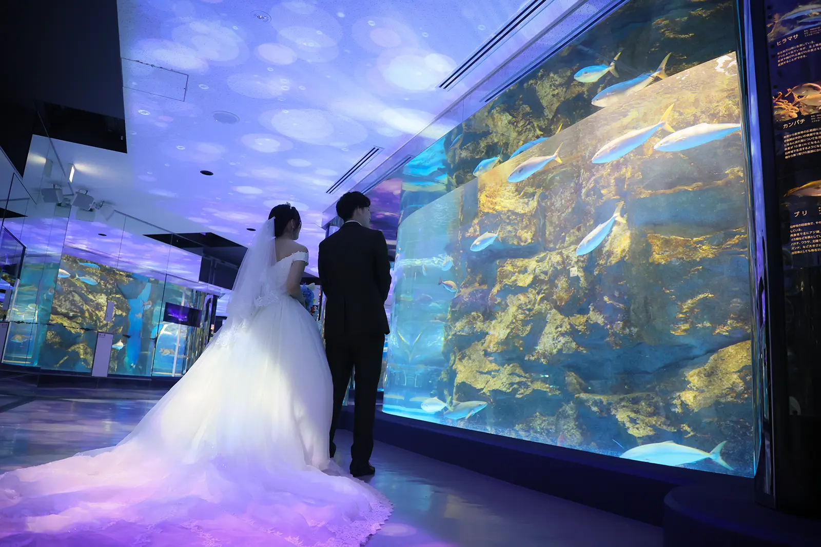のとじま水族館の展示水槽の前を歩く洋装姿の新郎新婦の後ろ姿