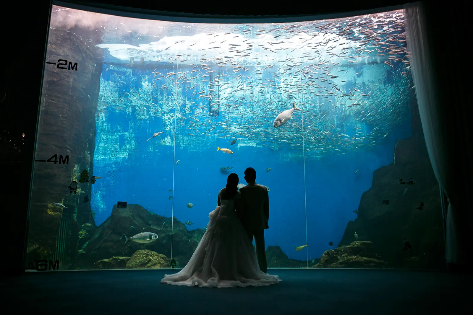 のとじま水族館の大きな水槽の前に立つ洋装姿の新郎新婦の後ろ姿