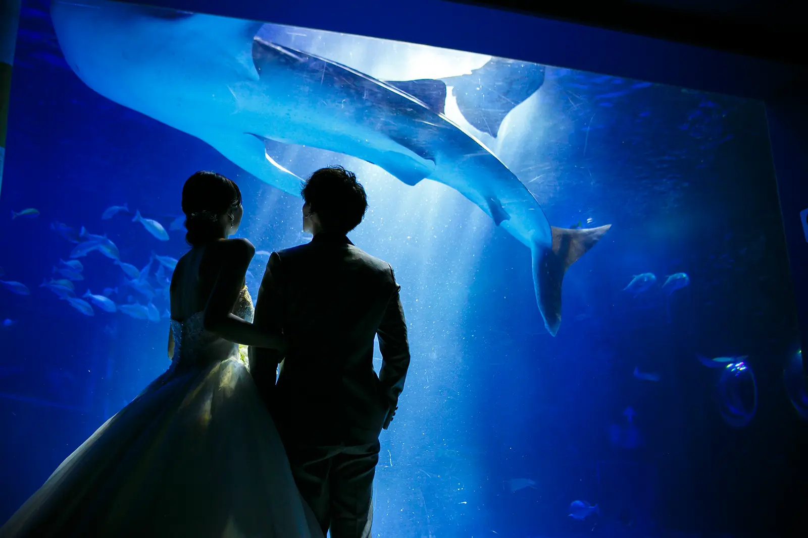 のとじま水族館の水槽前で大きな魚を見上げる洋装姿の新郎新婦
