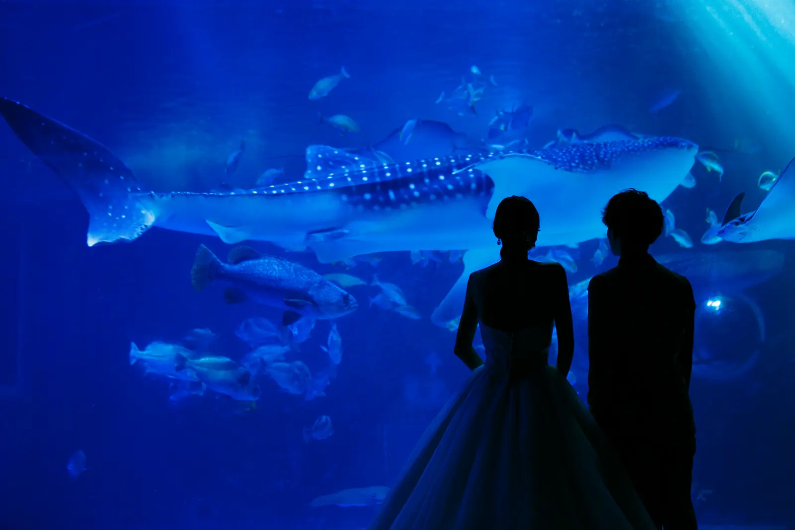 のとじま水族館のジンベエザメが泳ぐ大水槽前に立つ洋装姿の新郎新婦のシルエット