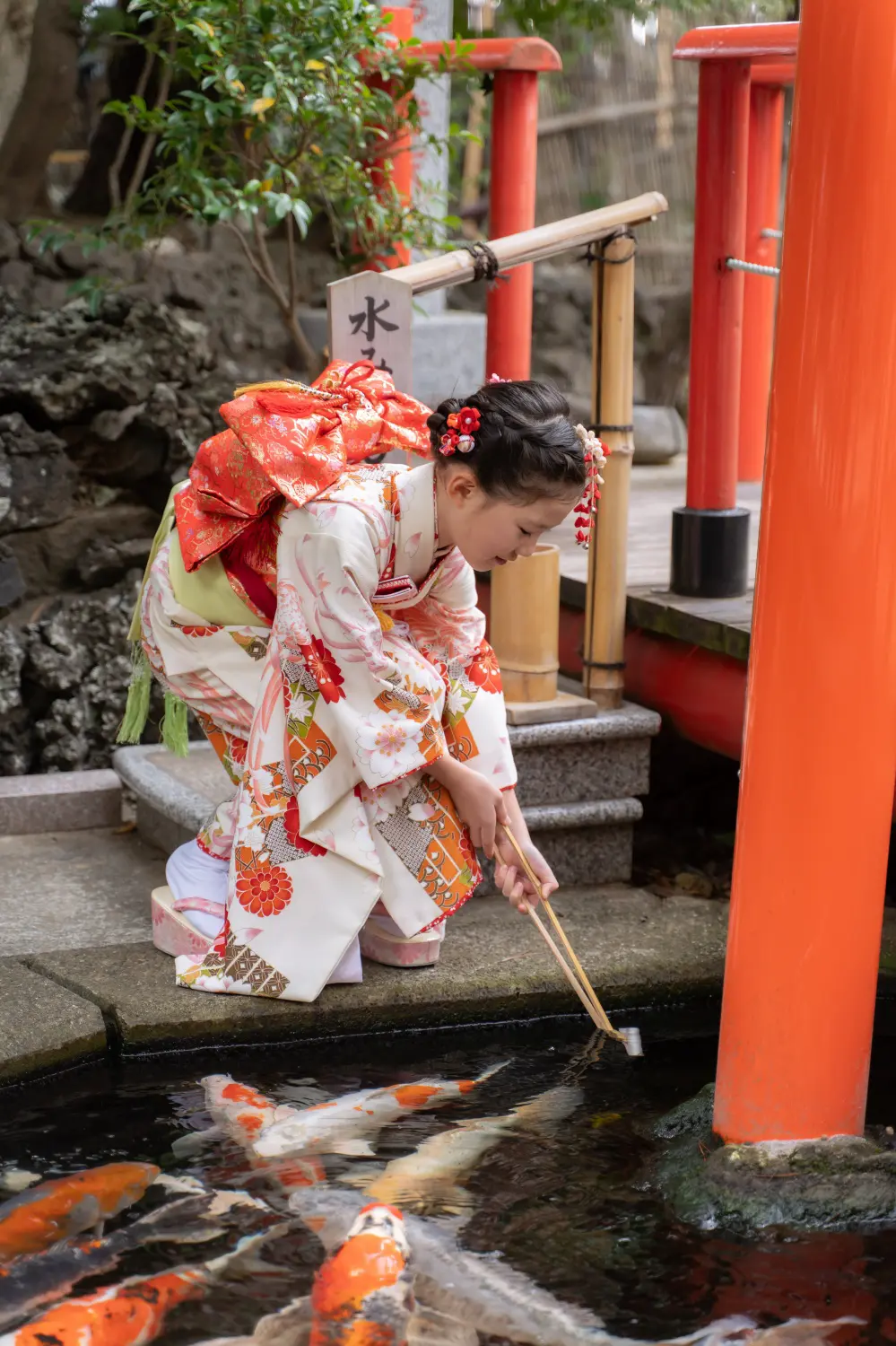 六所神社の錦鯉の池に水みくじを浸す7歳の女の子、四つ身姿の七五三（神奈川県大磯町）