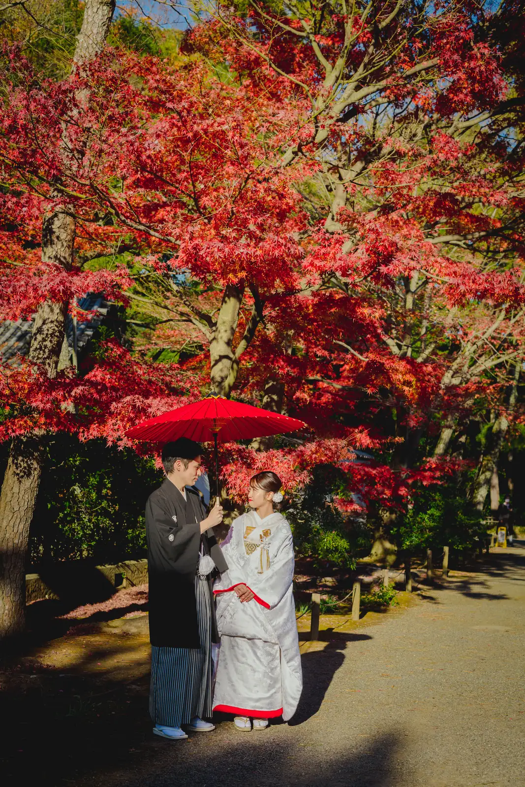 三溪園の真っ赤に色づいたもみじの下で、赤い和傘を差して寄り添う白無垢の花嫁と紋付袴の新郎