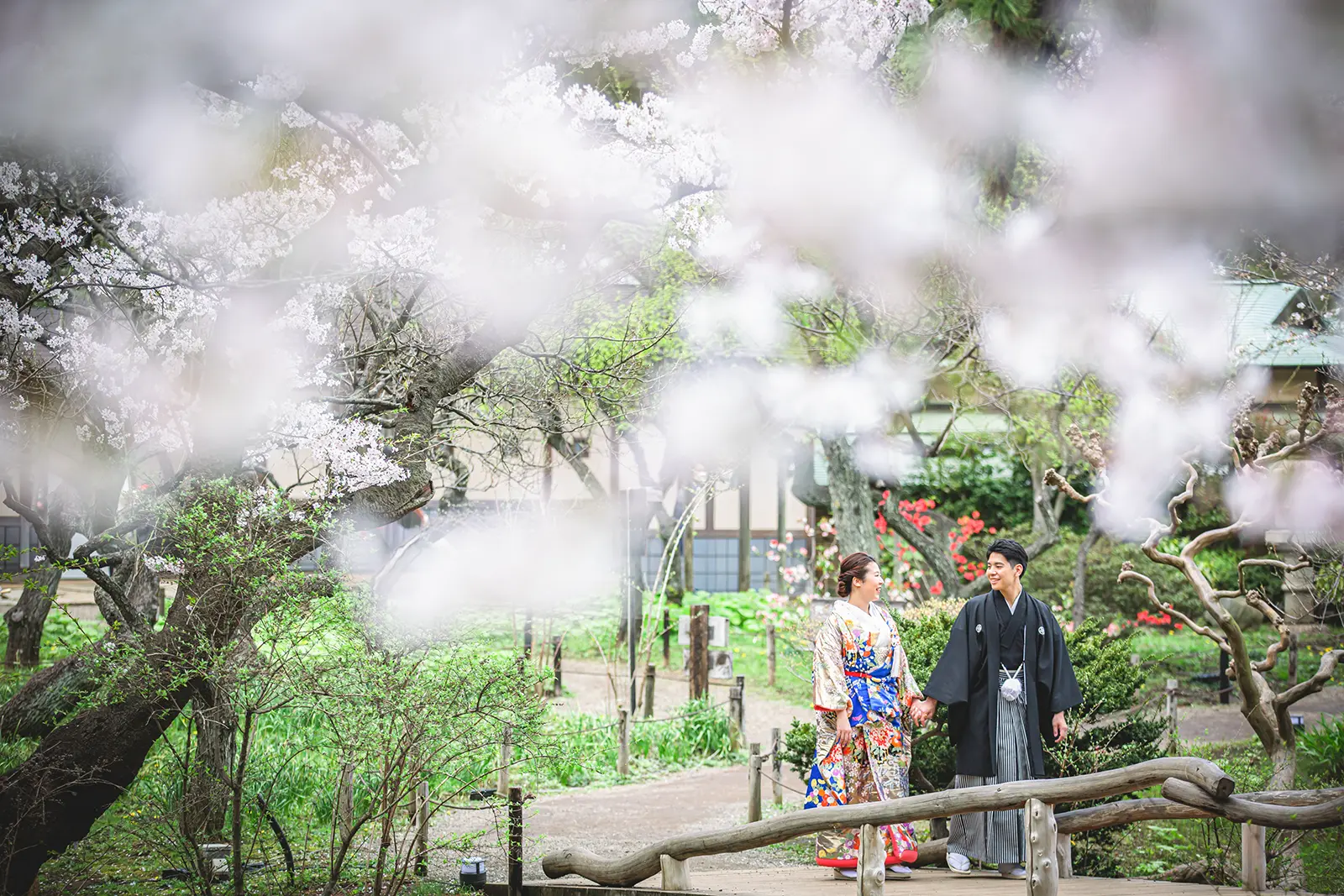 横浜の三溪園で桜に包まれながら橋の上を歩く和装姿の新郎新婦