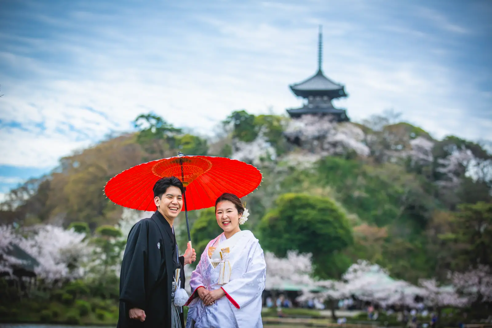 三溪園の満開の桜のなか番傘を手に和装で撮影する新郎新婦