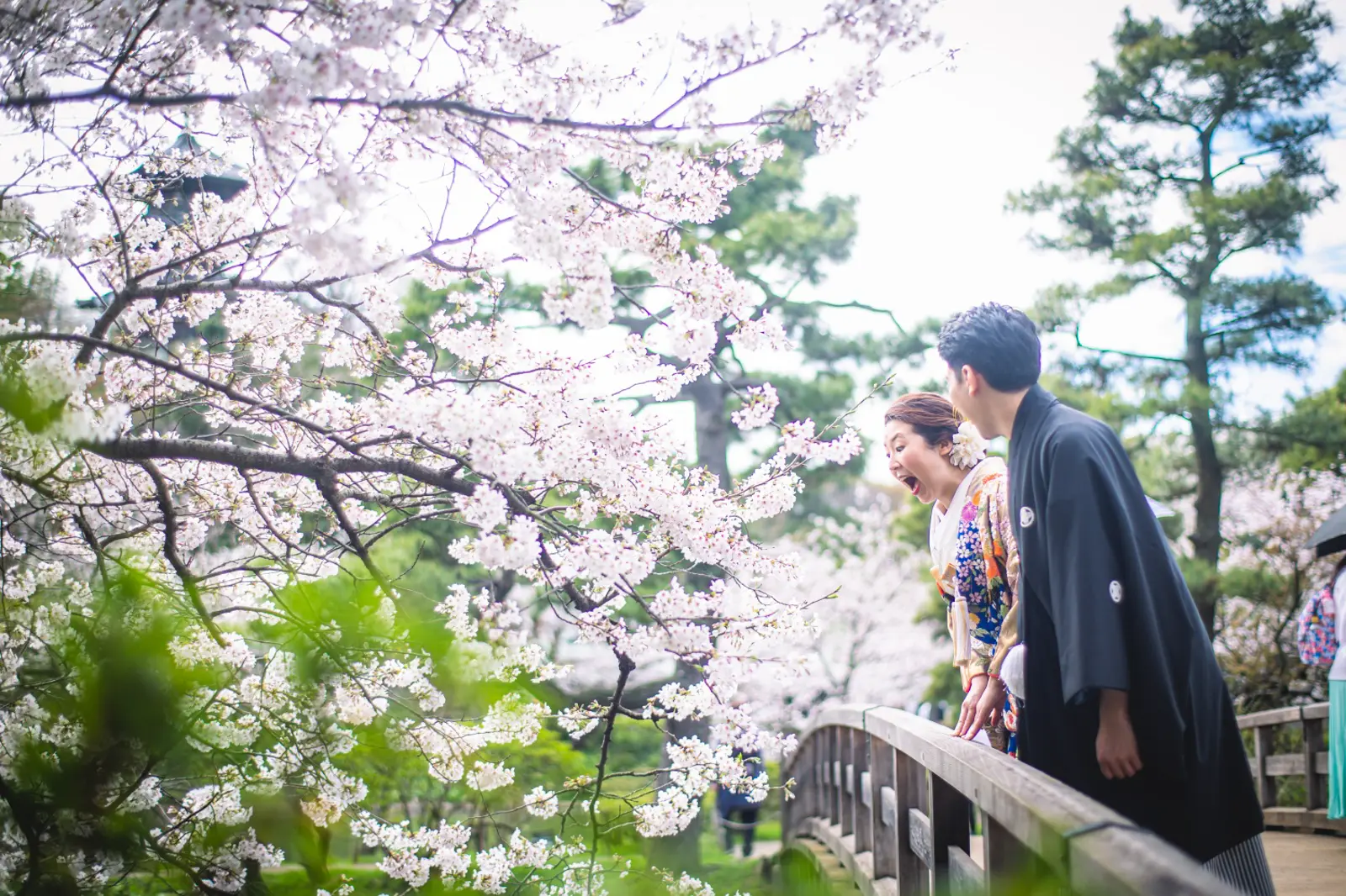 三溪園の満開の桜を口元に近づける和装の新婦