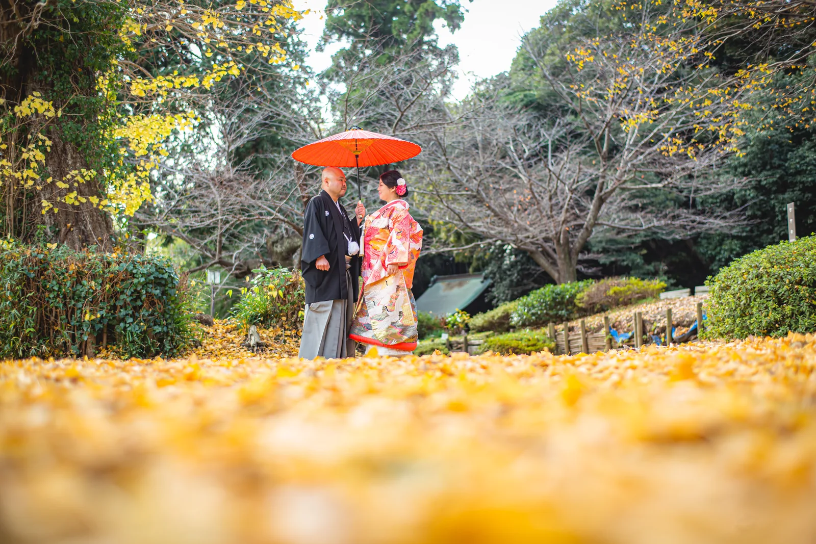 称名寺の黄金色に敷きつめられた銀杏の絨毯の上で、赤い和傘を差して見つめ合う色打掛と紋付袴のふたり