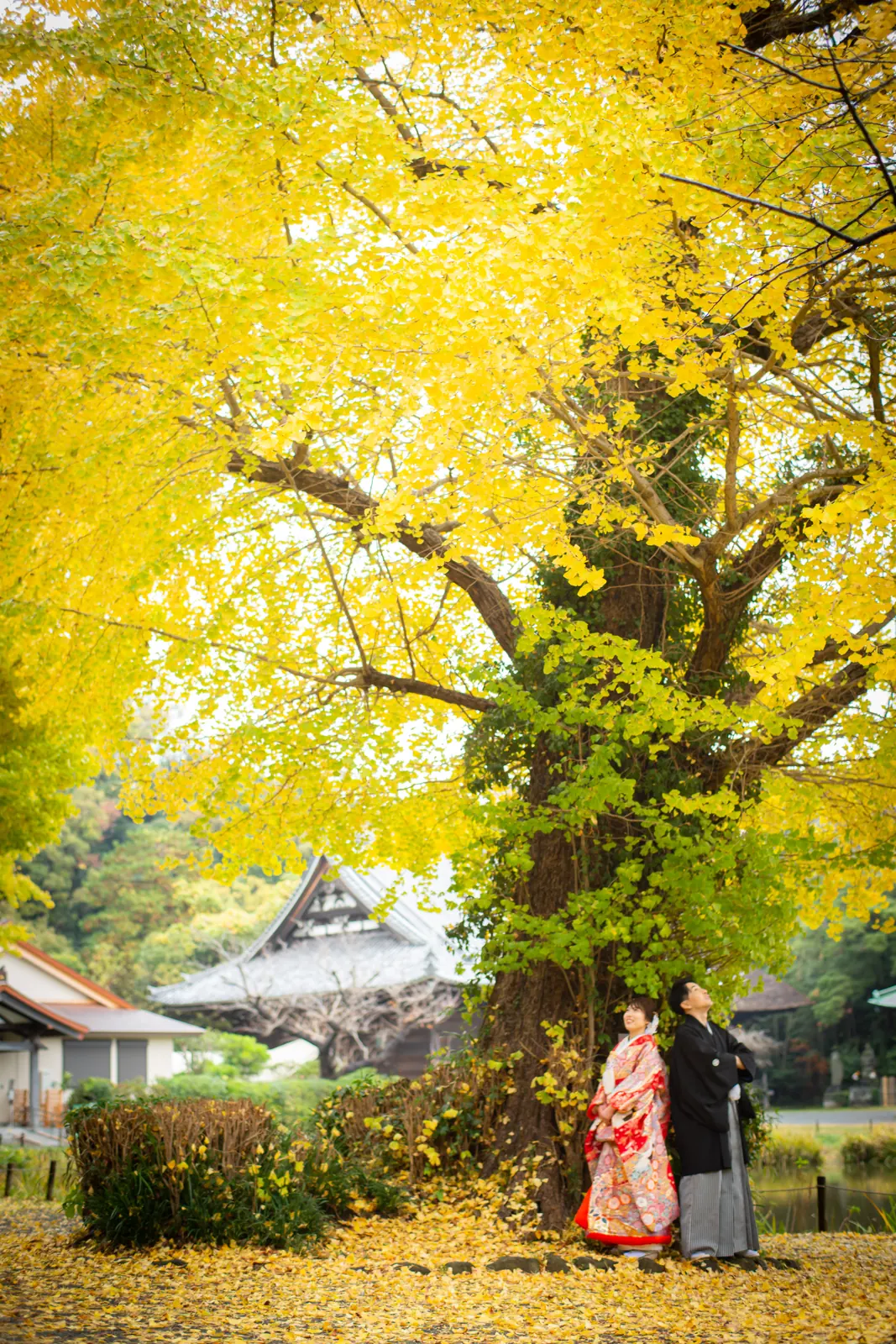 称名寺の大イチョウの下、散り敷いた黄葉の絨毯の上に和装の新郎新婦が小さく立つ縦位置の引き