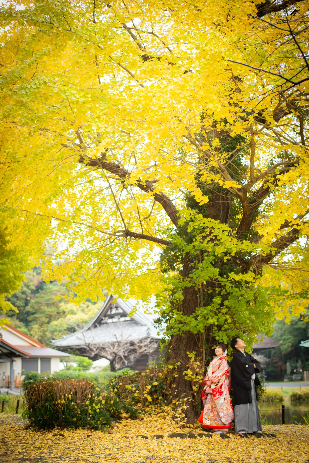 称名寺の黄金色に色づいた大イチョウの下で見上げる赤い色打掛の花嫁と紋付袴の新郎、奥に金堂の屋根