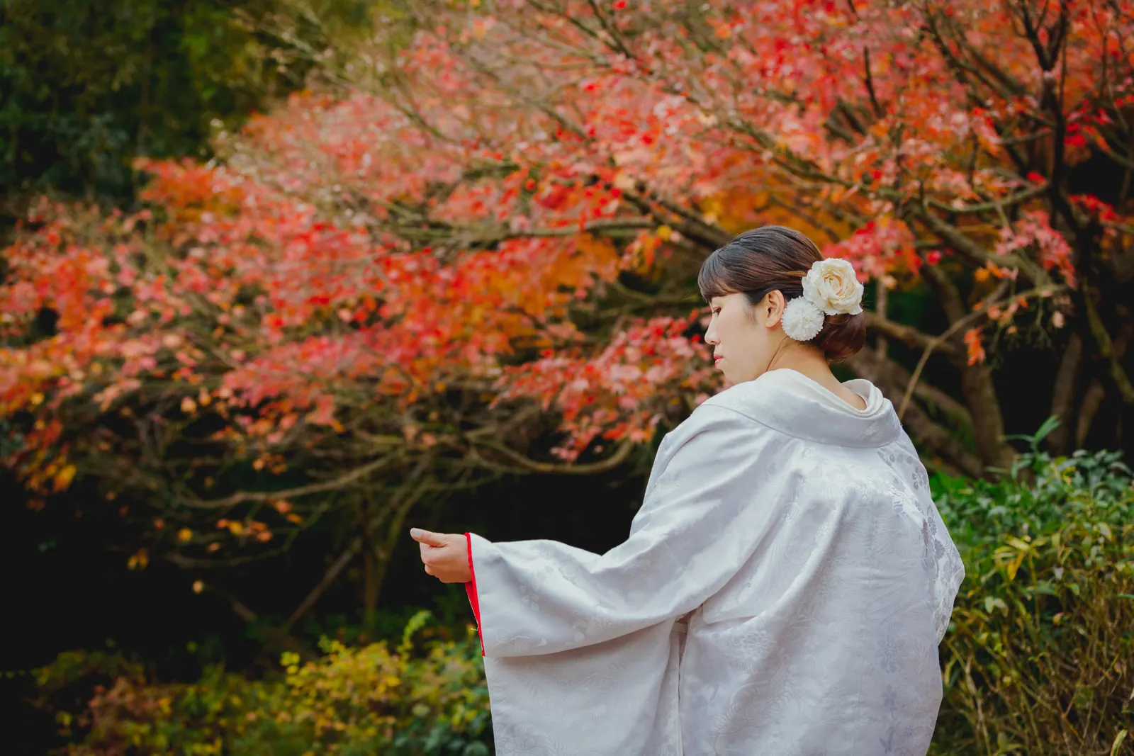 称名寺の赤く色づいたもみじに向かって手を伸ばす、白い髪飾りをつけた白無垢の花嫁の後ろ姿