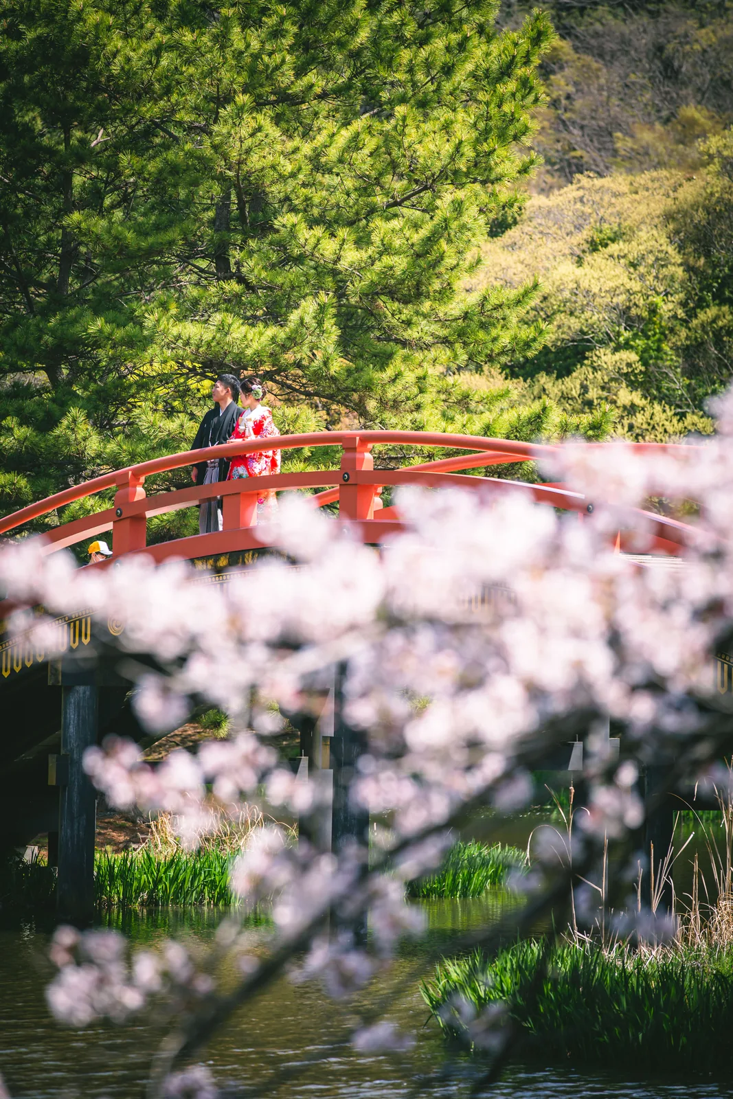 称名寺の阿字ヶ池のほとりから、桜と朱塗りの反橋を縦位置で捉えた眺め