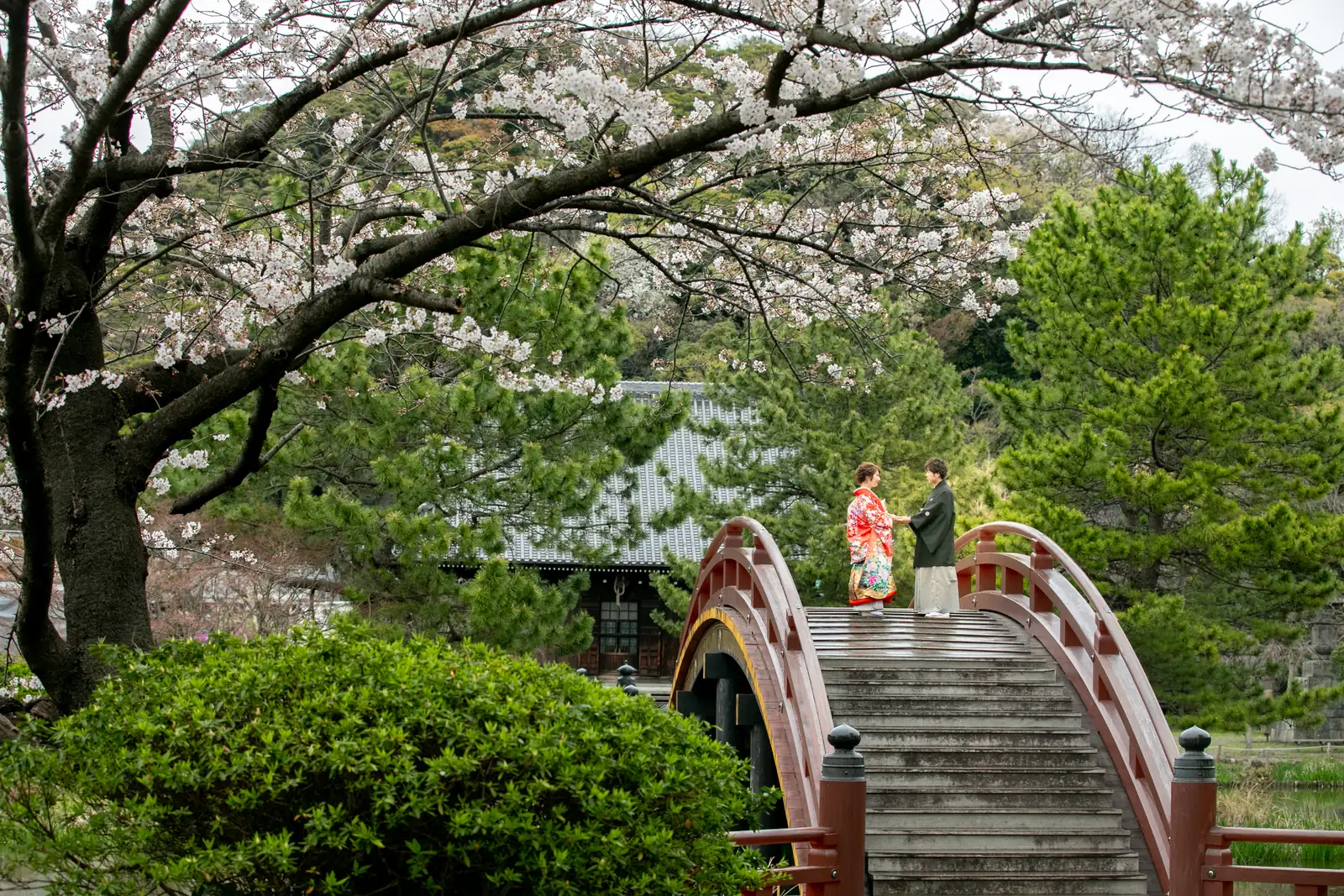 称名寺の桜の枝越しに、阿字ヶ池に架かる朱塗りの反橋の上に立つ和装のふたりを写した引きの一枚