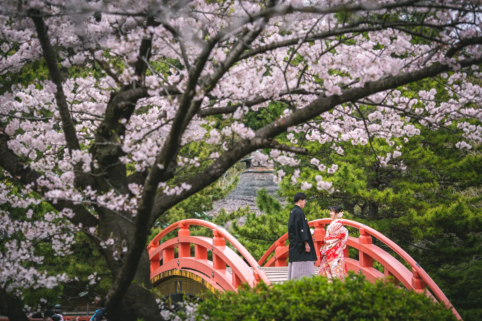 称名寺の満開の桜越しに、朱塗りの反橋の上に立つ和装の新郎新婦を遠くから望む