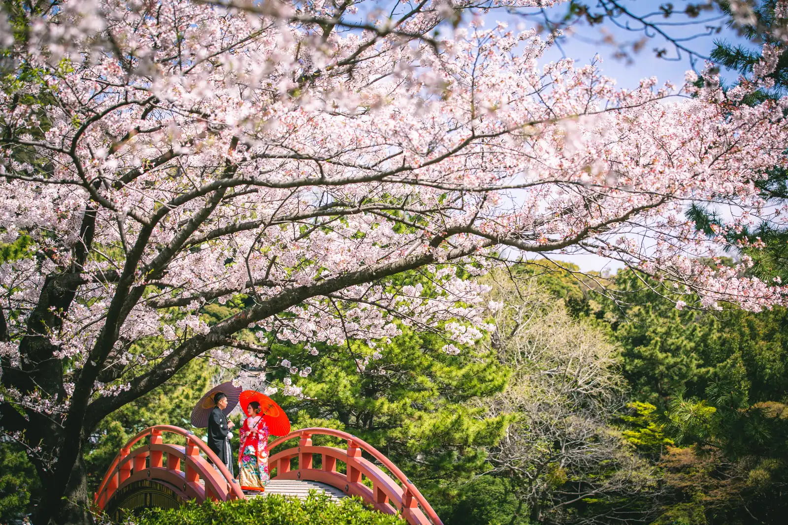 称名寺の桜に包まれた朱塗りの反橋の上で、赤い和傘を差す色打掛の新婦と紋付袴の新郎