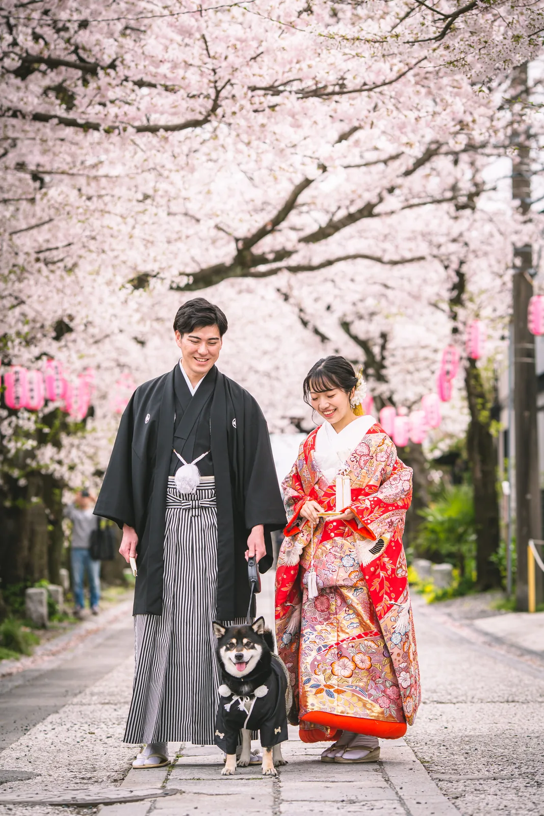 称名寺の満開の桜並木の参道を、色打掛の新婦と紋付袴の新郎が2匹の柴犬と並んで歩いている