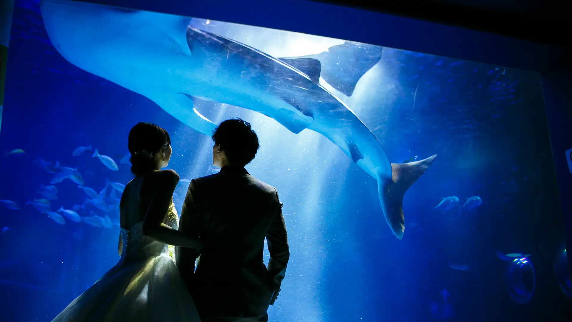 水族館の大水槽前で、ジンベエザメが頭上を泳ぐ中、寄り添って見つめるウェディングドレスとタキシード姿の新郎新婦のシルエットフォト