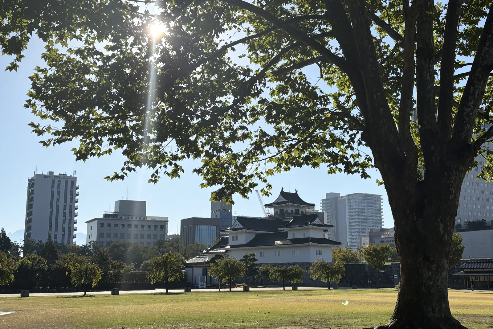 大木の下から見る富山城と芝生広場
