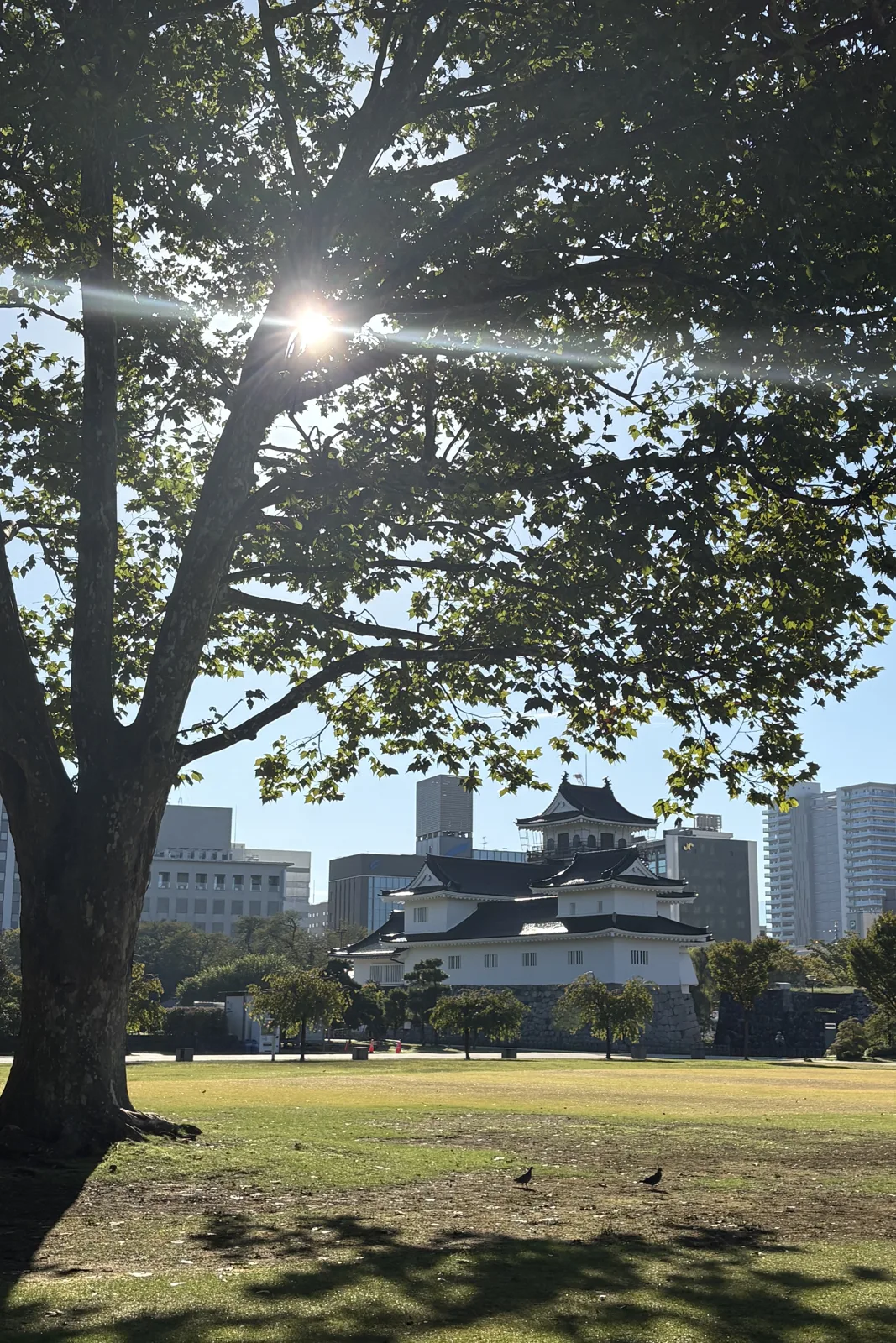 木漏れ日の向こうに富山城の天守