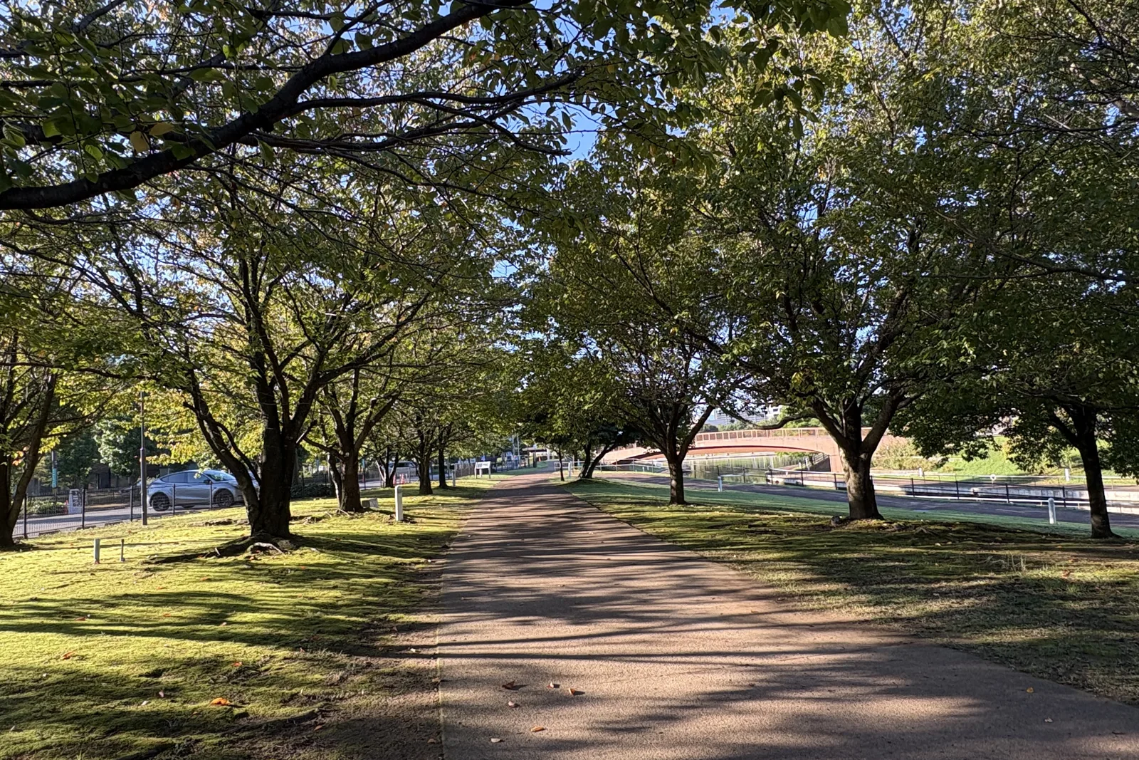 環水公園、桜並木の遊歩道