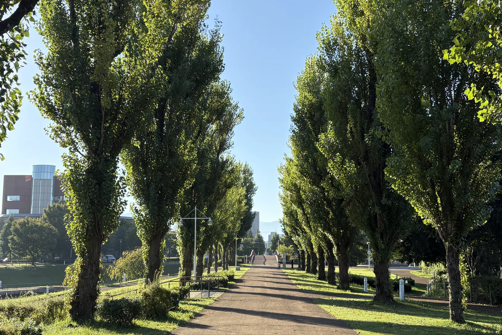 環水公園のポプラ並木の遊歩道