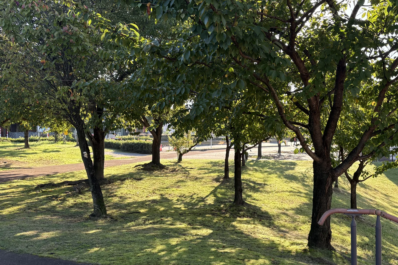 環水公園、木漏れ日の芝生